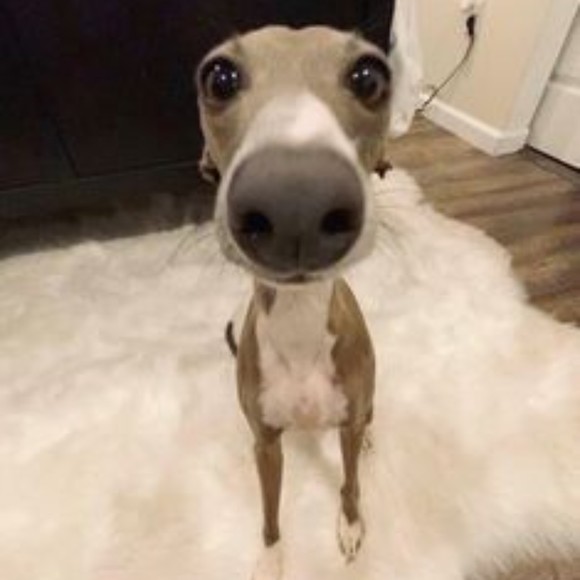 thespookiestpoo